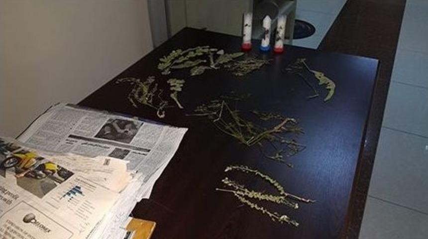 G&uuml;m&uuml;şhane&rsquo;de İzinsiz Olarak Bitki Ve B&ouml;cek Toplayan İsve&ccedil; Uyruklu Bir Kişi Yakalandı