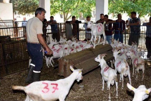 Üniversitenin Bilimsel Damızlıkları Kapışıldı