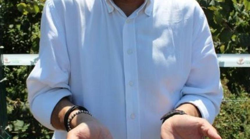 Bakımlı Fındık Kendini G&ouml;steriyor