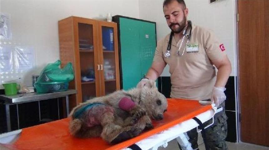 Otomobil &Ccedil;arpan Yavru Boz Ayıya Ameliyat