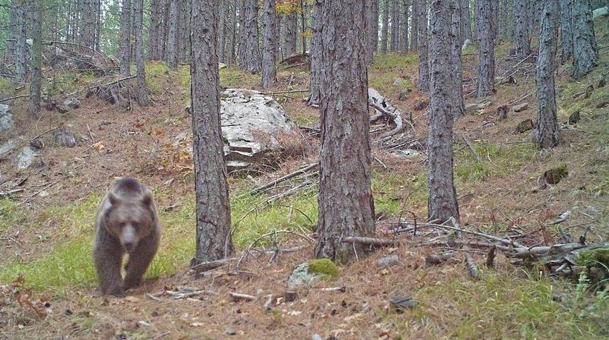 &Ccedil;anakkale&rsquo;de Yaban Hayatı Fotokapanla G&ouml;r&uuml;nt&uuml;lendi