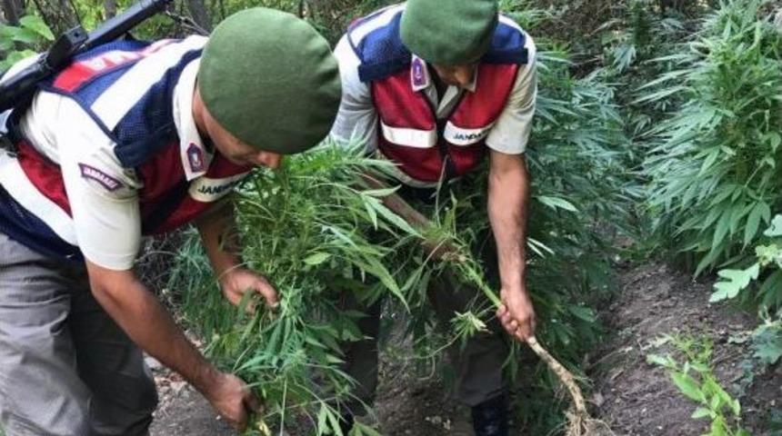 Tarlada Kenevir Operasyonu