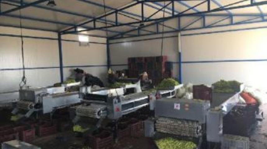 Biber Kesme Makinesine Kaptırdığı Sağ Eli Koptu