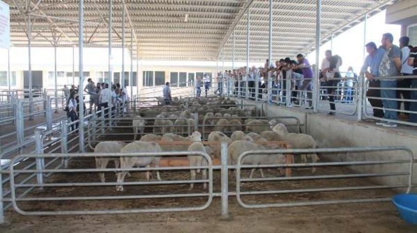 Köylü, Devletin Çiftliğinde Yetişen Koçları Bakımsız Buldu