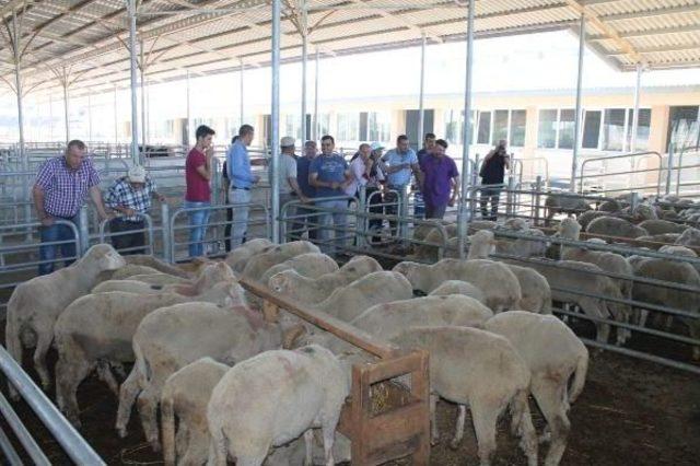 Köylü, Devletin Çiftliğinde Yetişen Koçları Bakımsız Buldu