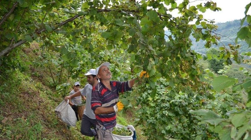 Karadeniz’de Fındık Hasadı Başladı