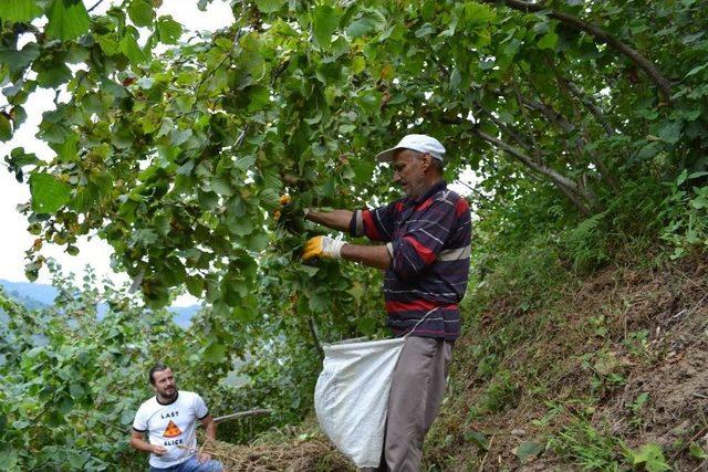 Karadeniz’de Fındık Hasadı Başladı