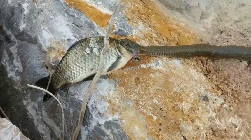 Yılana Av Olmaktan Kurtulan Sazan Balığının Zor Anları