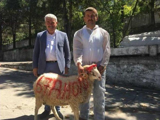 Başkan, Yeni Makam Aracı Için Kestirdiği Kurbanın Etini Personele Dağıttı