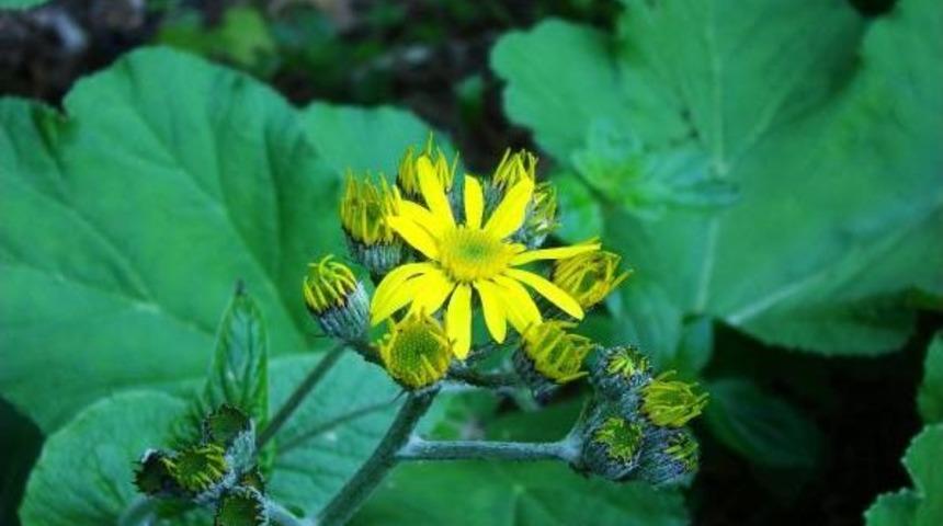 Bartın'da Lav S&uuml;tunlarında Endemik Bitki T&uuml;r&uuml; Saptandı