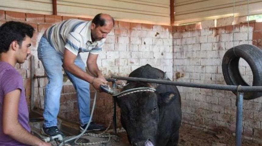 Karadeniz Ve Ege'nin Şampiyon Boğaları Karşı Karşıya Geliyor  (2)