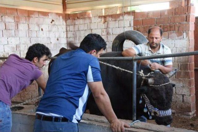 Karadeniz Ve Ege'nin Şampiyon Boğaları Karşı Karşıya Geliyor  (2)