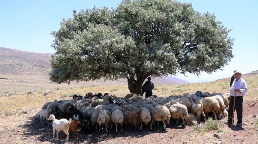 İha’nın Haberi Üzerine Harekete Geçildi