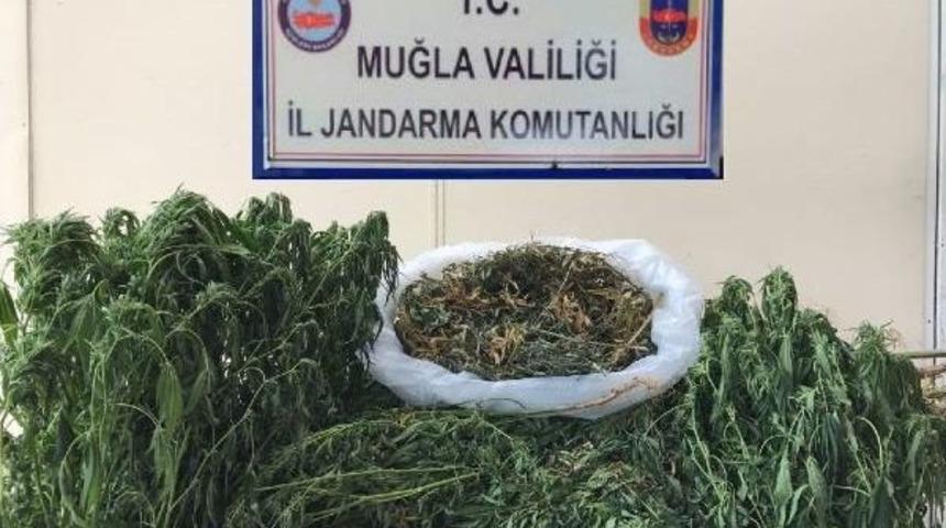 Muğla'da Hintkeneviri Ve Esrar Operasyonu