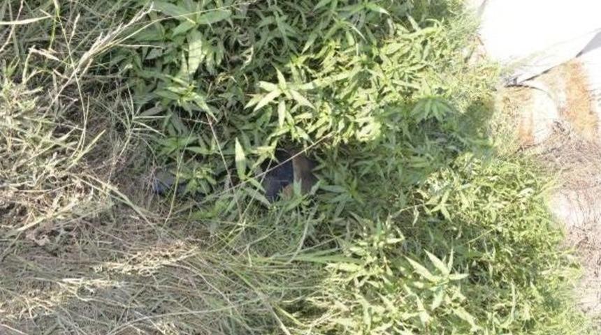 Adana'da Kanalette Erkek Cesedi Bulundu