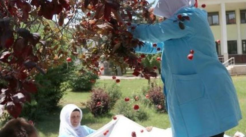 Bolu Belediyesinden Meyve İsrafına Akıllı &Ccedil;&ouml;z&uuml;m