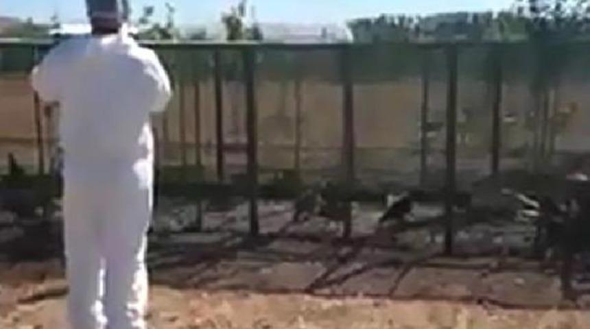 Kuş Gribi Ş&uuml;phesiyle K&ouml;ydeki Kanatlı Hayvanlar Itlaf Edildi