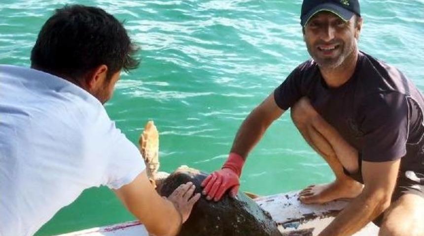 Caretta Carettayı Misina Ile Dubaya Bağlayıp &Ouml;l&uuml;me Terk Ettiler