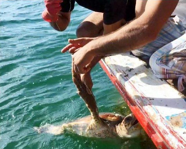 Caretta Carettayı Misina Ile Dubaya Bağlayıp Ölüme Terk Ettiler