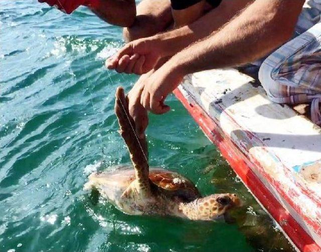 Caretta Carettayı Misina Ile Dubaya Bağlayıp Ölüme Terk Ettiler