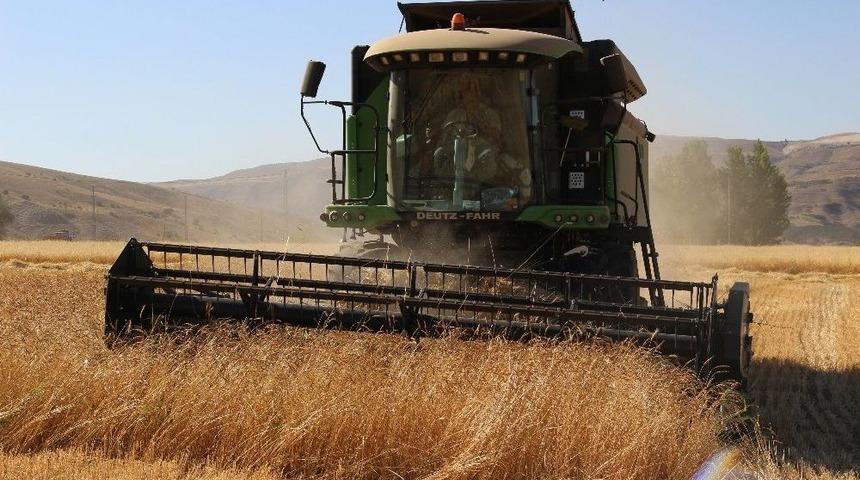 Sivas’ta Buğday Hasadı Başladı