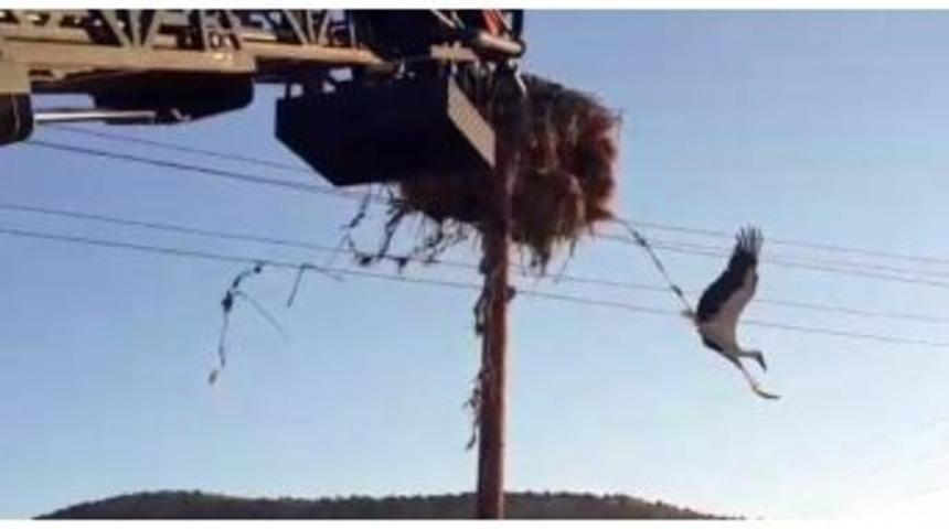 Elektrik Tellerine Takılan Leylek Kurtarıldı