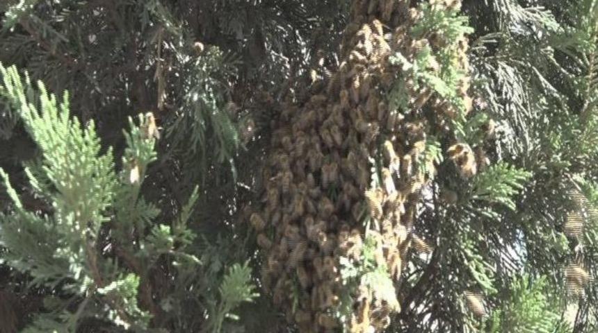 Şehri Arılar Bastı