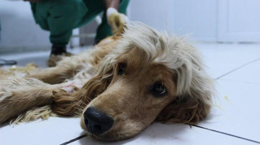 Terkedilen K&ouml;peğin Kırık Kemiği Ameliyatla İyileştirildi