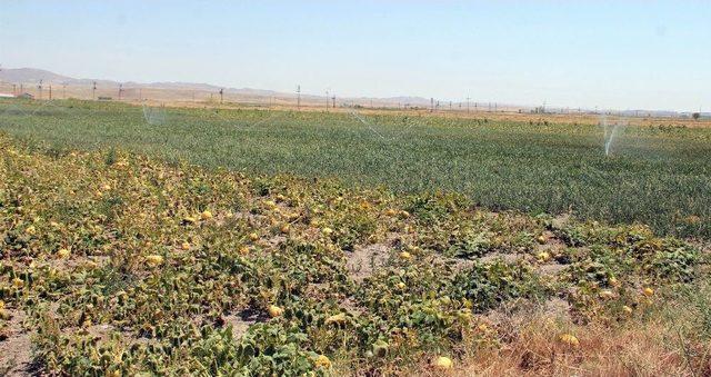 (özel Haber) Çiftçileri Sokağa Çağıran Tzob Başkanı’na Çiftçilerden Tokat Gibi Cevap Geldi