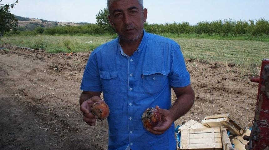 Tonlarca Şeftali Çöpe Dökülüyor