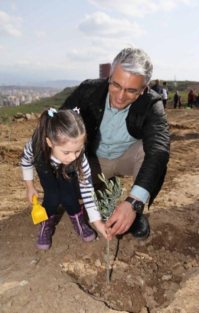 Karşıyaka’da 30 Yıllık Zeytin Ağaçları Toprakla Buluştu