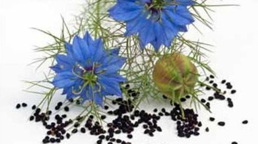 &Ccedil;&ouml;rek Otunun Bilinmeyen Faydaları