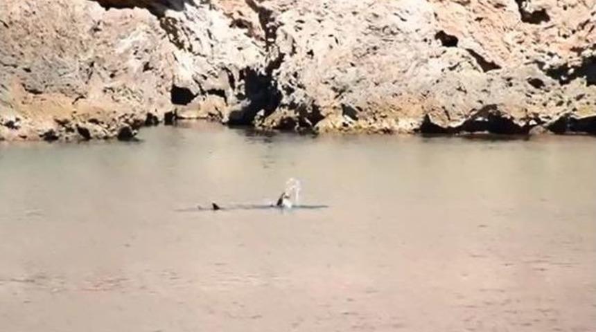 Akdeniz Foku Beslenirken G&ouml;r&uuml;nt&uuml;lendi