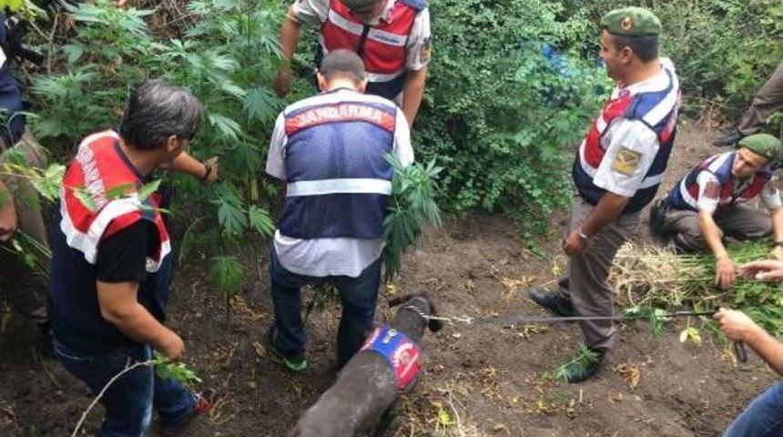 &nbsp;Havadan Drone, &nbsp;Karadan Narkotik K&ouml;peğiyle Kenevir Operasyonu