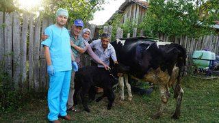 (özel Haber) 109 Kilo Ağırlığında Doğan Buzağı Görenleri Şaşırttı