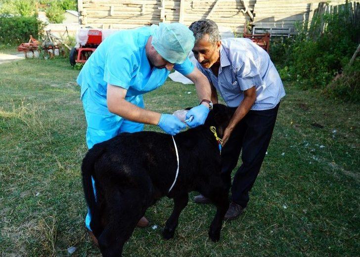 (özel Haber) 109 Kilo Ağırlığında Doğan Buzağı Görenleri Şaşırttı G3