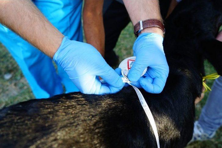 (özel Haber) 109 Kilo Ağırlığında Doğan Buzağı Görenleri Şaşırttı G4