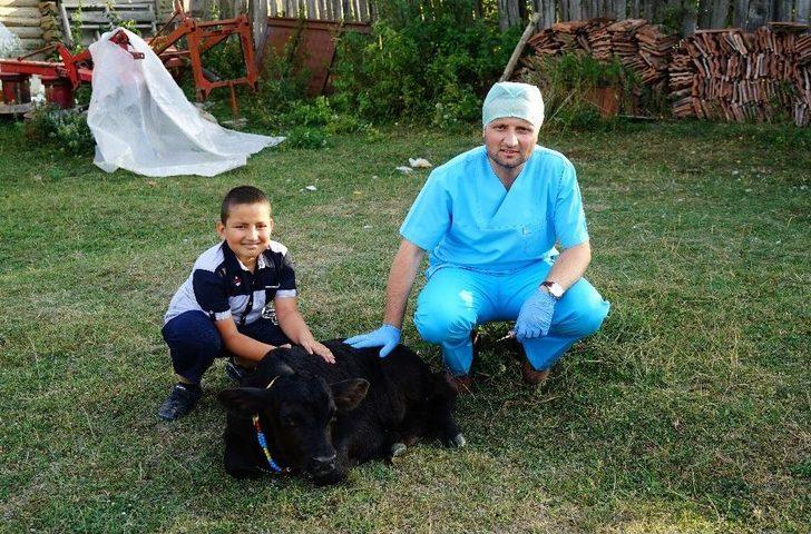 (özel Haber) 109 Kilo Ağırlığında Doğan Buzağı Görenleri Şaşırttı G5