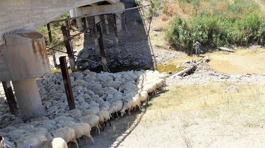 (&ouml;zel Haber) Sakarya Nehri Kurudu Hayvanlar Telef Oldu