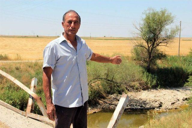 (özel Haber) Sakarya Nehri Kurudu Hayvanlar Telef Oldu