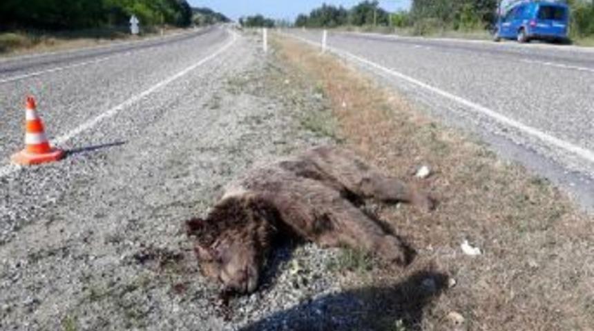 Kastamonu'da Aracın &Ccedil;arptığı Ayı Telef Oldu