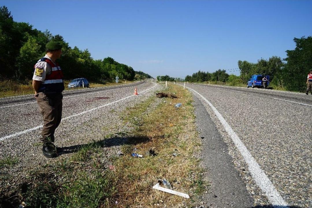 Aracın &Ccedil;arptığı Ayı Telef Oldu