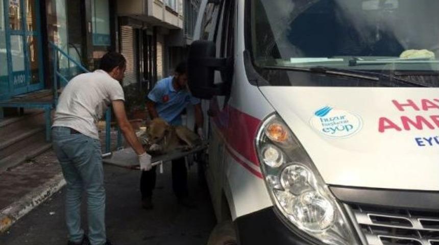 Ey&uuml;p&rsquo;te Arabanın &Ccedil;arptığı K&ouml;pek Tedavi Altına Alındı