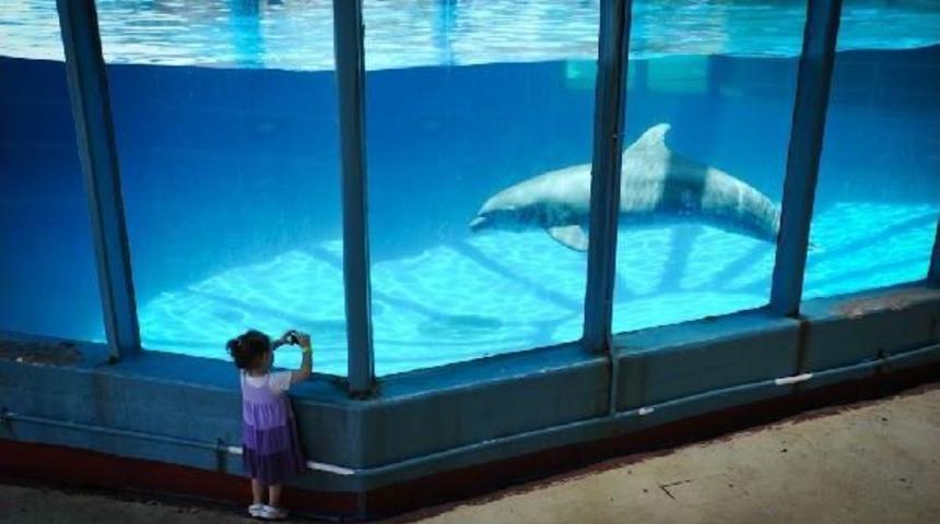 Meksika Deniz Memelilerini Koruma Altına Alıyor