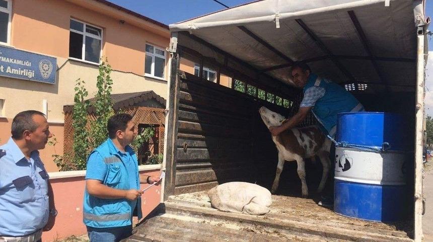 Hayvan Sevklerinde Denetimler Sıklaştırıldı