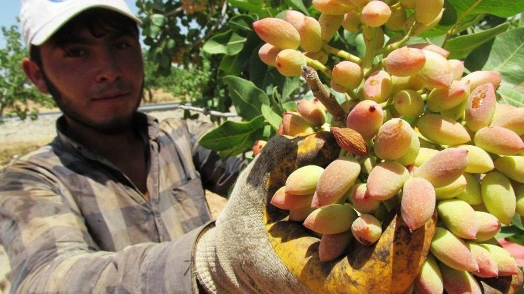 Gaziantep&rsquo;te Fıstık Hasadı Başladı