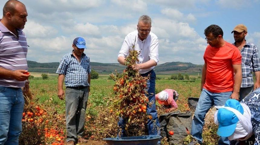 Karacabey Ovasında Domates Hasadı Başladı