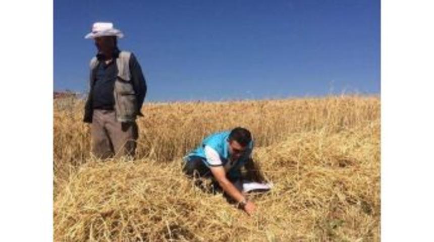 M&uuml;d&uuml;r Tacettin Işık: Hedefimiz En Az Kayıpla Hasat Yapmak