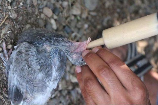 Dişi Güvercinleri Çalınınca Yavruları Kendi Elleriyle Besliyor