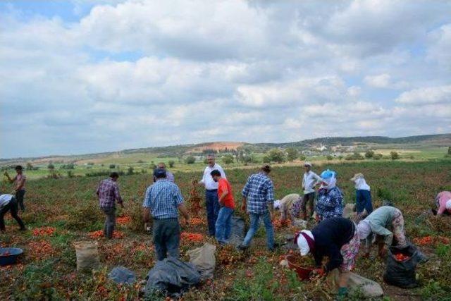 Karacabey'de Salçalık Domates Hasadı Başladı